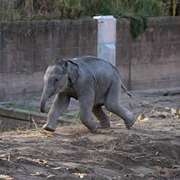Få rabat på entrébilletter og gavekort til Zookort!